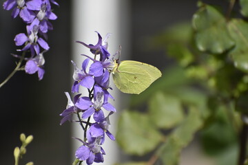 butterfly on a flower