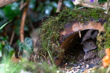 Vole, Bank vole native British garden wildlife