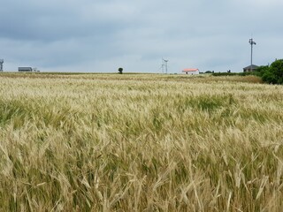 reed Autumn scenery of Gapado Island, Jeju Island, Korea
