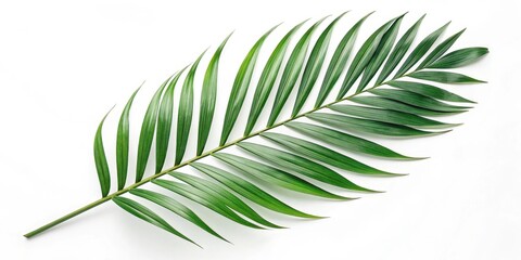 Obraz premium A single vibrant green palm frond isolated on a pristine white background, showcasing the intricate detail of its leaves and elegant curvature.