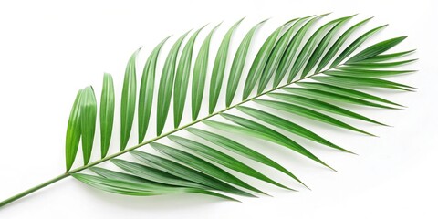 Obraz premium A Single Lush Green Palm Frond Isolated on a White Background
