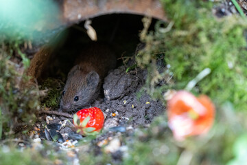Vole, Bank vole native British garden wildlife
