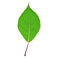 Obraz premium Green leaves are vital for photosynthesis, providing oxygen and absorbing carbon dioxide, essential for life on Earth