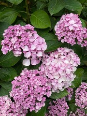 Parc des Dryades, La Baule-Escoublac, France