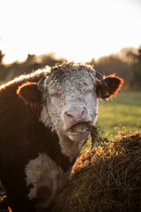 Fototapeta premium Bull cow field golden hour farming agriculture