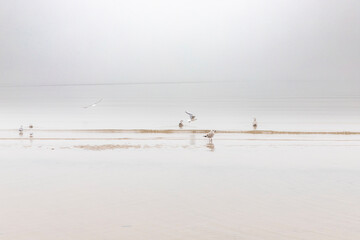 Scenic landscape. Stranded sea gulls surrounded by a wave against a background of foggy sky and sea