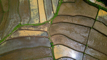 A stunning terraced rice field unfolds beautifully, with vibrant green layers cascading across the...