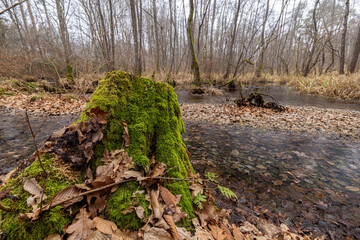 Baumstumpf im Attemsmoor