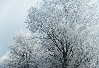 Winterlandschaft mit Bäumen