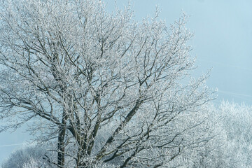 Winterlandschaft mit B&auml;umen