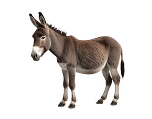 Obraz premium Full Shot of a Brown Donkey with Alpha Channel