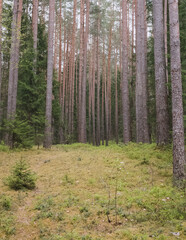 Fototapeta premium Close-up of pine forest tree trunks, background with straight brown trunks, branches with green needles in upper part, sunlit.