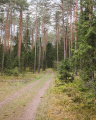 A forest of pine trees and an empty sandy road passing through the long slender tree trunks; cloudy day.