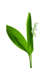 White flowers of lily of the valley. Convallaria majalis, isolated on white background.