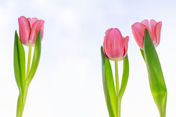bouquet. Spring landscape. Beautiful tulip flowers on colorful background