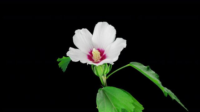 Time Lapse Footage of White Syrian Hibiscus Syriacus Flower Growing Blossom from Bud to Full Blossom Isolated on Black Background. Copy Space