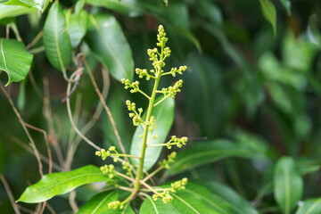 Mango blossoms are blooming before fruiting..The mango bouquet of mango flower is bloom in the nature