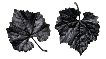 
Black grape leaves  on transparent backrgound