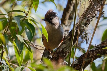 Hoary-throated barwing