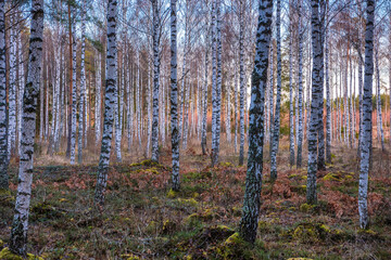 forest in autumn