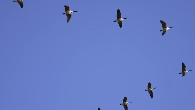 A flock of geese soars gracefully across a bright, cloudless blue sky in a dynamic V-formation. The birds' wings are fully extended, showcasing their natural elegance and teamwork in motion.