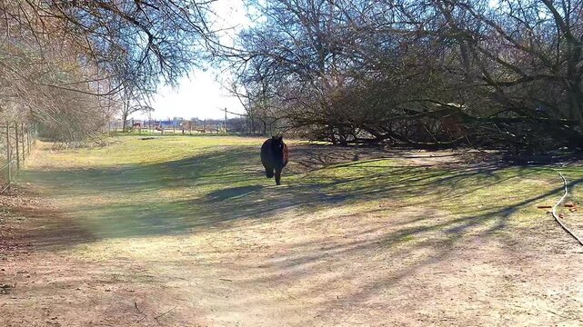 An alpaca is running towards us, its scientific name is Vicugna paco