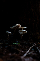 A small cluster of delicate white mushrooms growing at the base of a dark, textured tree trunk. The mushrooms have thin stems and broad, slightly upturned caps.