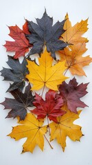 Colorful Autumn Maple Leaves Arranged on White Background