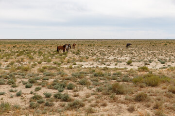 Herd of wild horses grazing in the arid landscapes of Mangystau Region, Kazakhstan