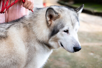 A gray and white Siberian Husky with its mouth open and tongue lolling out, looking to the side. A red leash is visible. Blurred background.
