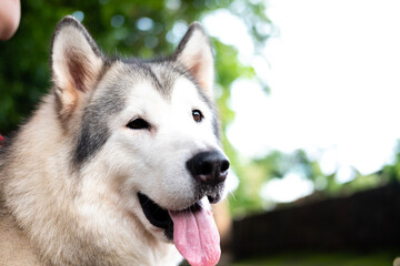 A gray and white Siberian Husky with its mouth open and tongue lolling out, looking to the side. A red leash is visible. Blurred background.