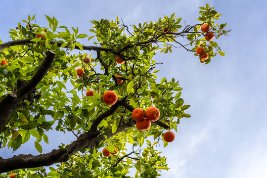 Orange trees against blue sky, low angle view