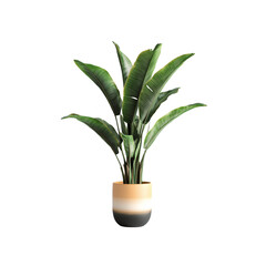 A tall Bird of Paradise tree with large, banana-like green leaves in a tall, aged terracotta pot isolated on white background

