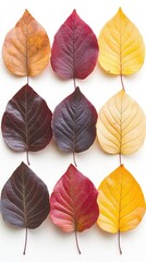 Obraz premium Nine autumn leaves arranged in a grid pattern