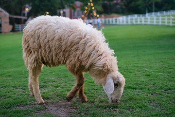 Naklejka premium A sheep grazing on lush green grass outdoors.
