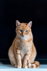 brown tabby cat with green eyes with a black background