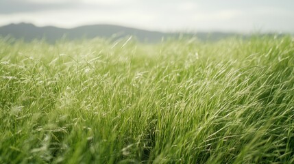 Obraz premium A lush, vibrant patch of green grass fills the lower portion of the image,