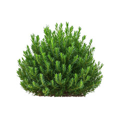 Fototapeta premium A mature Yew bush with dark green, needle-like leaves isolated on white background