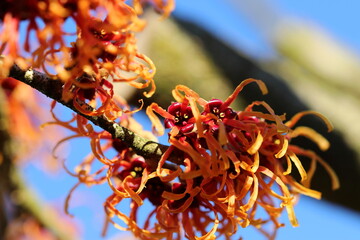 Zaubernuss im Winter (Hamamelis) / orange blühende Zauberfnuss im Sonnenschein