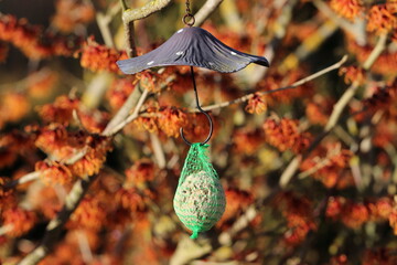Meisenknödel / Futterknödel an einer Zaubernuss im Winter (Hamamelis) - orange blühende Zauberfnuss im Sonnenschein