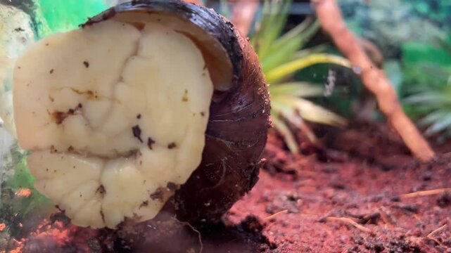 Eine Achatschnecke an der Scheibe eines Terarium.