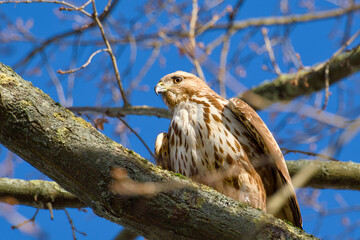 common buzzard perching on a tree branch on a sunny day close-up