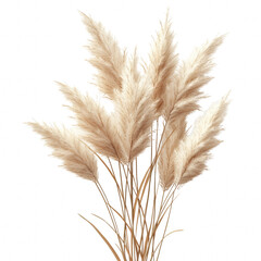 Pampas Grass isolated isolated on transparent background