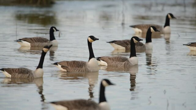 Canada Goose, Branta canadensis birds in flight over winter Marshes, Devon, England