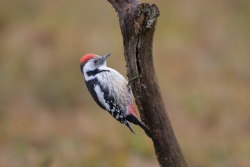 Middle spotted woodpecker - Dendrocopos medius perched at dark background. Photo from Białowieża Forest in Poland.
