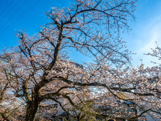 Full blooming cherry blossom tree, sakura blooming, in spring season all the town in Takayama, Japan, under clear blue sky