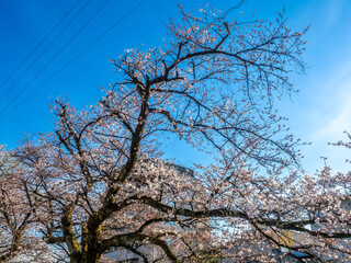 Full blooming cherry blossom tree, sakura blooming, in spring season all the town in Takayama, Japan, under clear blue sky