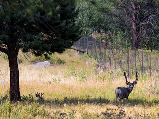 Mule Deer Buck Sitting Near Tree in Rocky Mountains Colorado