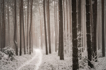 Snowy winter forest in a foggy day. © Marcin