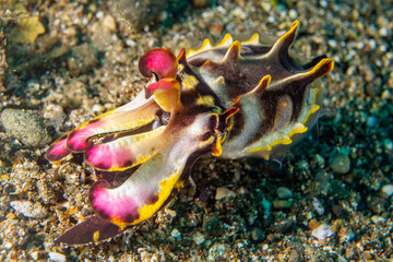 Pfeffers Prachtsepia - Metasepia pfefferi - Anilao Philippinen